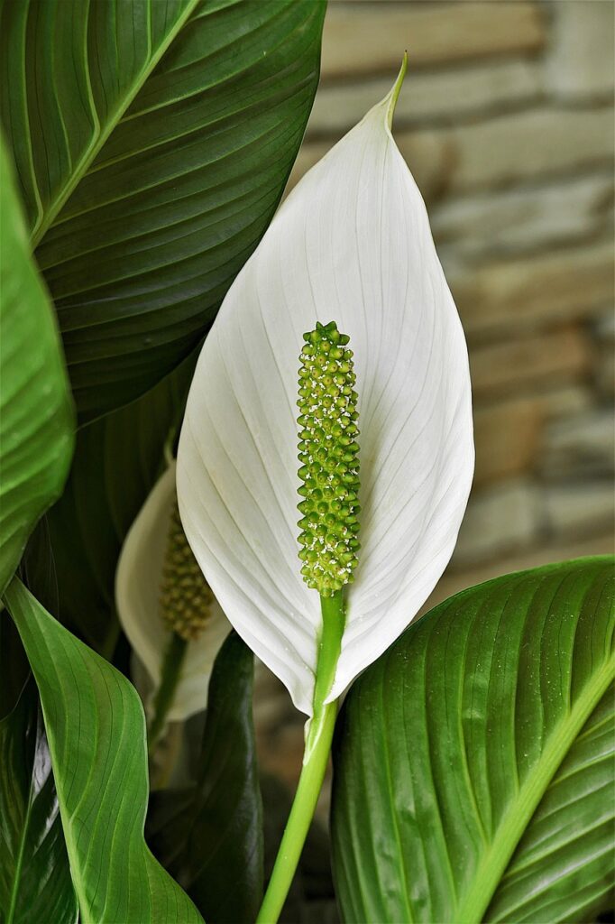 spathiphyllum, peace lily, nature, white, cusps, bract, leaf flag, plant